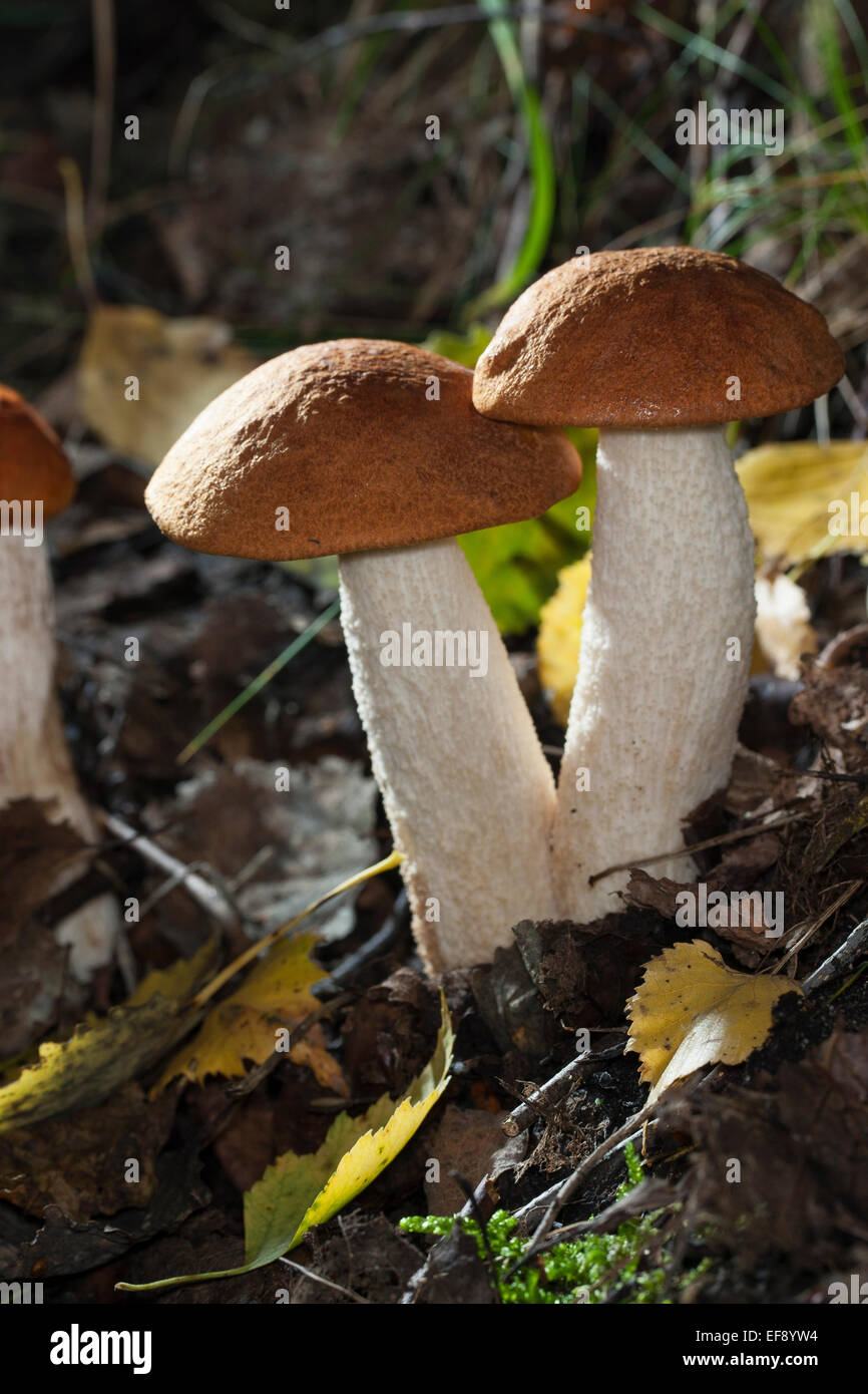 Red-capped scaber peduncolo rosso-cap boletus, Espen-Rotkappe, Rotkappe, Leccinum leucopodium, Leccinum rufum, Leccinum aurantiacum Foto Stock