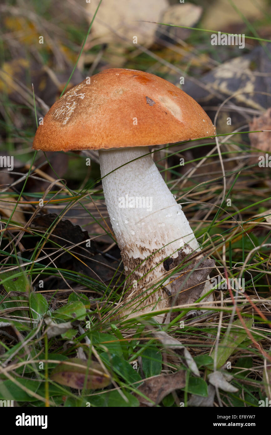 Red-capped scaber peduncolo rosso-cap boletus, Espen-Rotkappe, Rotkappe, Leccinum leucopodium, Leccinum rufum, Leccinum aurantiacum Foto Stock