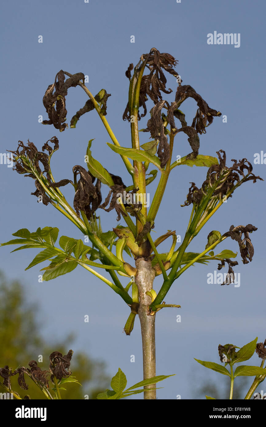 Cenere comune, Frassino Europeo, gelo, gelo notturno, Gemeine Esche, Fraxinus excelsior, Frostschaden, Frostschäden, Nachtfrost Foto Stock