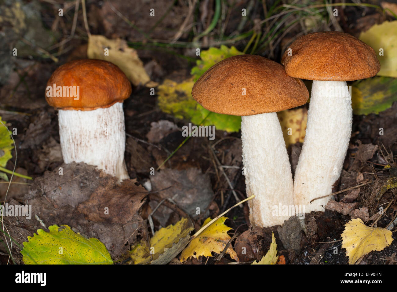 Red-capped scaber peduncolo rosso-cap boletus, Espen-Rotkappe, Rotkappe, Leccinum leucopodium, Leccinum rufum, Leccinum aurantiacum Foto Stock