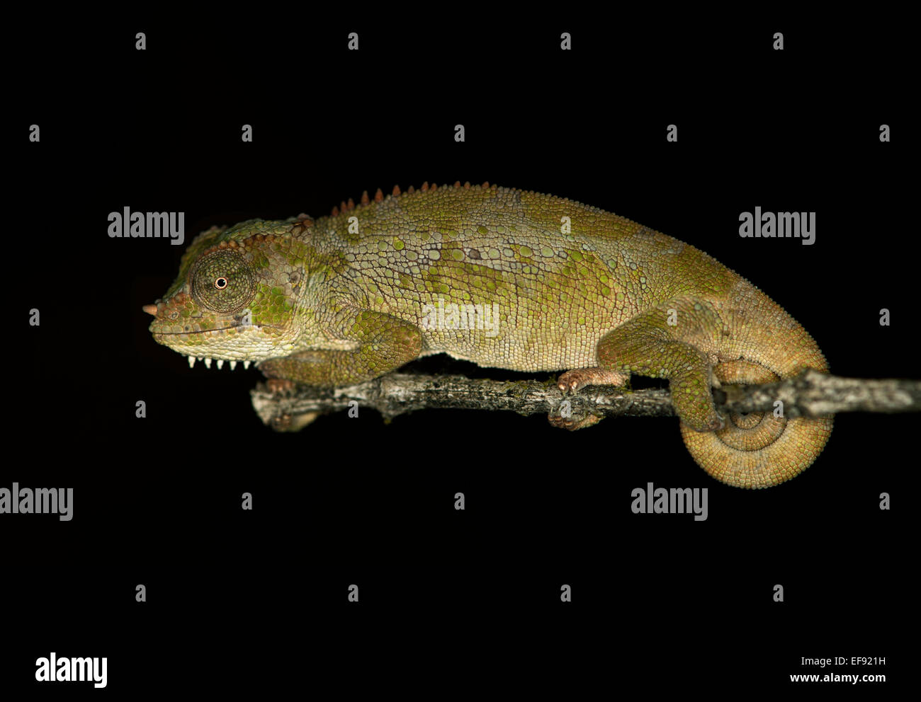 Due balle-cornuto camaleonte (triocerus balebicornutus), foresta di Harenna, montagne di balle, oromiya, Etiopia Foto Stock