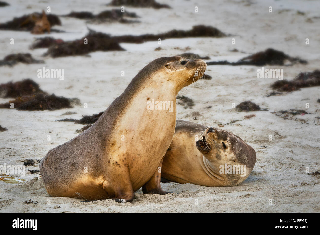 Leoni Marini Australiani presso la spiaggia. Foto Stock