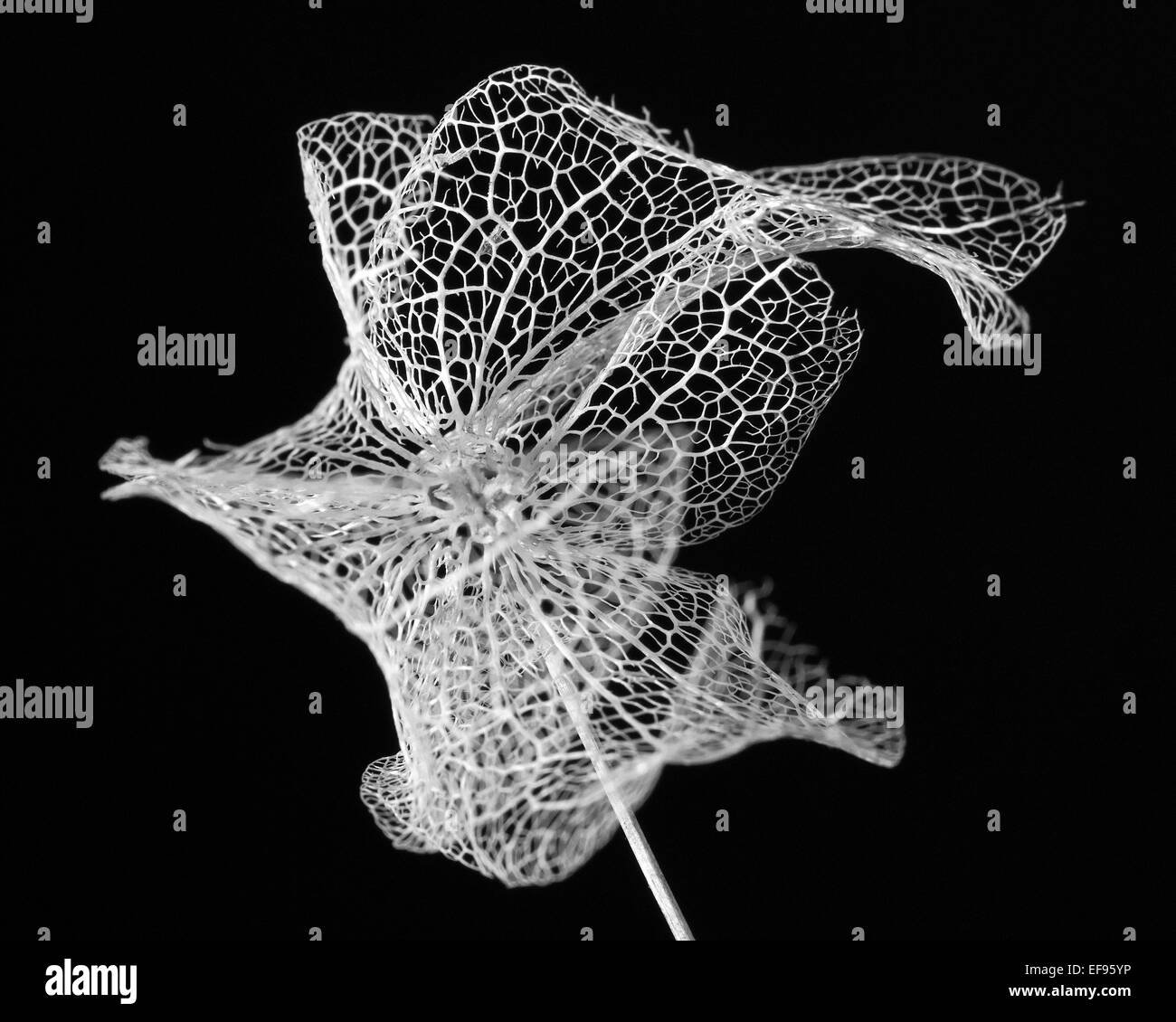 Scheletro di seme bianco pod su sfondo nero in bianco e nero Foto Stock
