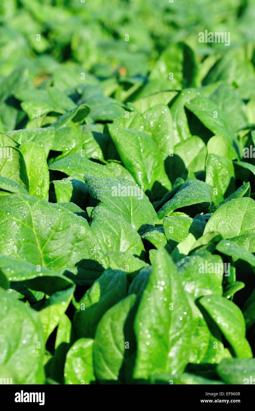 Gli spinaci verde in crescita a giardino sotto il sole Foto Stock