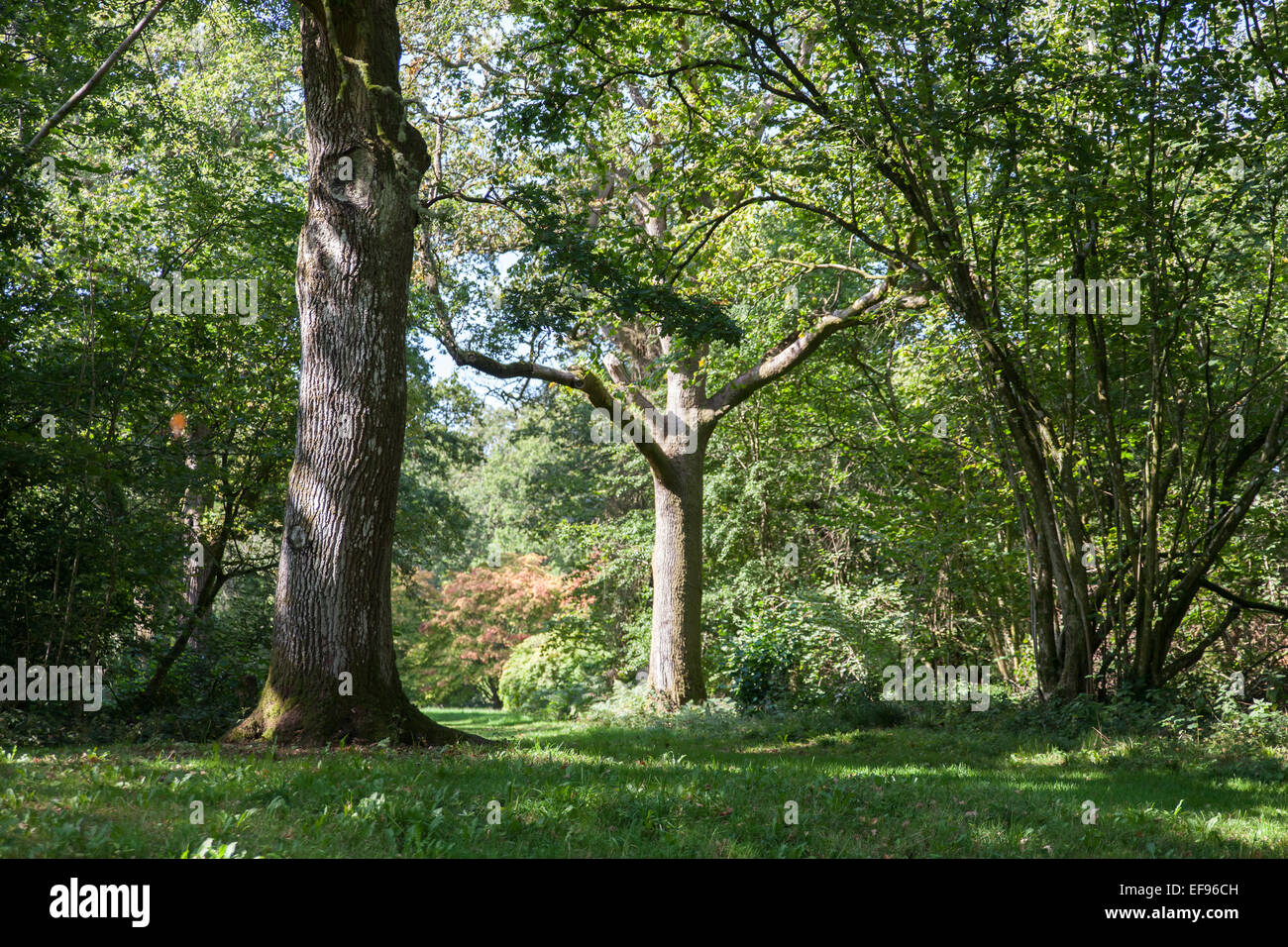 Alberi che crescono in un bosco Foto Stock