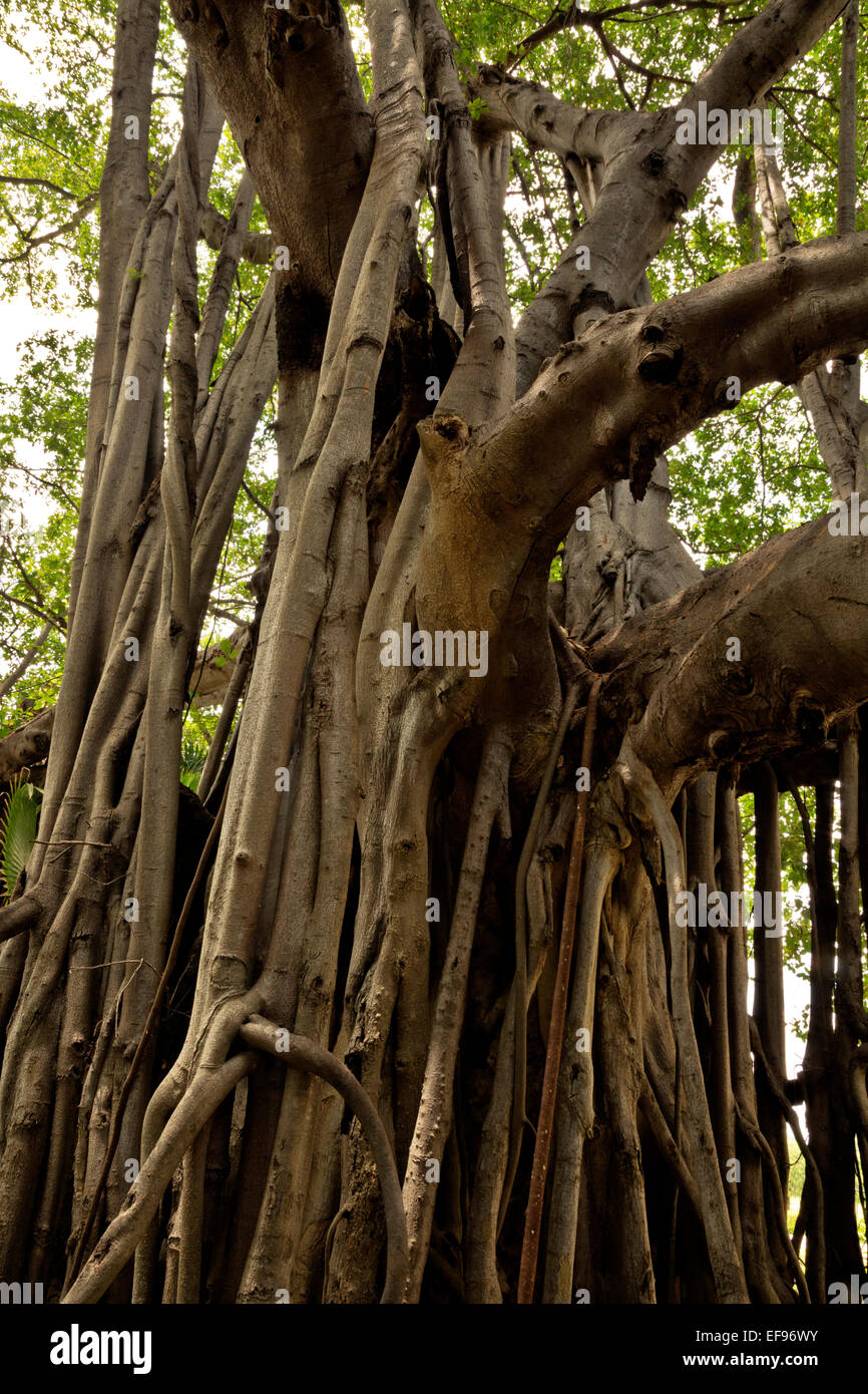 Tailandia - un banyan tree al divieto di Wang Poun Palace, chiamato anche Phra Ram Ratchaniwet Royal Palace, a Phetchaburi. Foto Stock