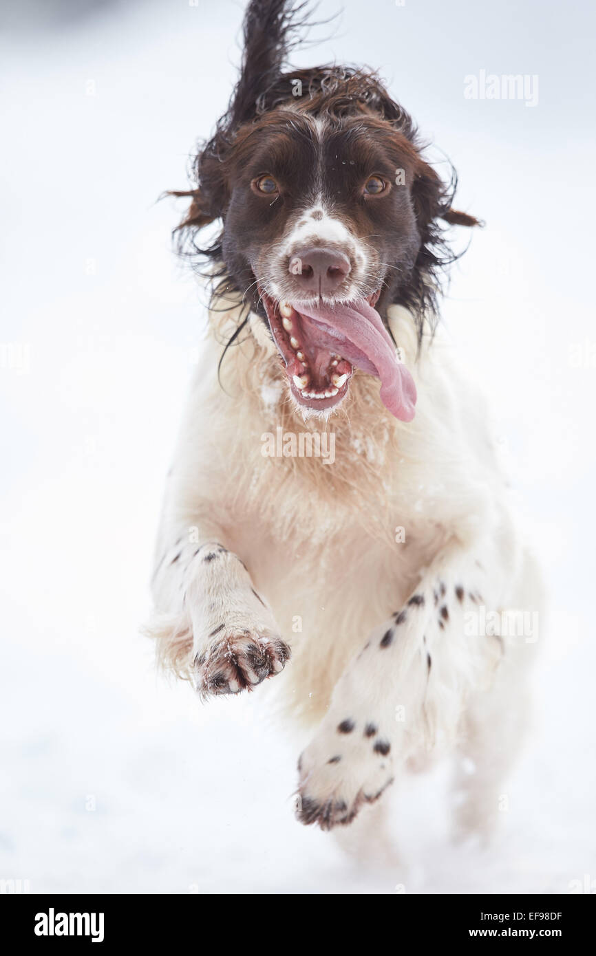 Glencreran, Argyll, Scotland, Regno Unito. Il 29 gennaio, 2015. Regno Unito Meteo: Bailey, English Springer Spaniel si divertono nel pesante caduta di neve che ha visto gran parte della Scozia occidentale coperto per tutta la notte. Credito: Giovanni MacTavish/Alamy Live News Foto Stock