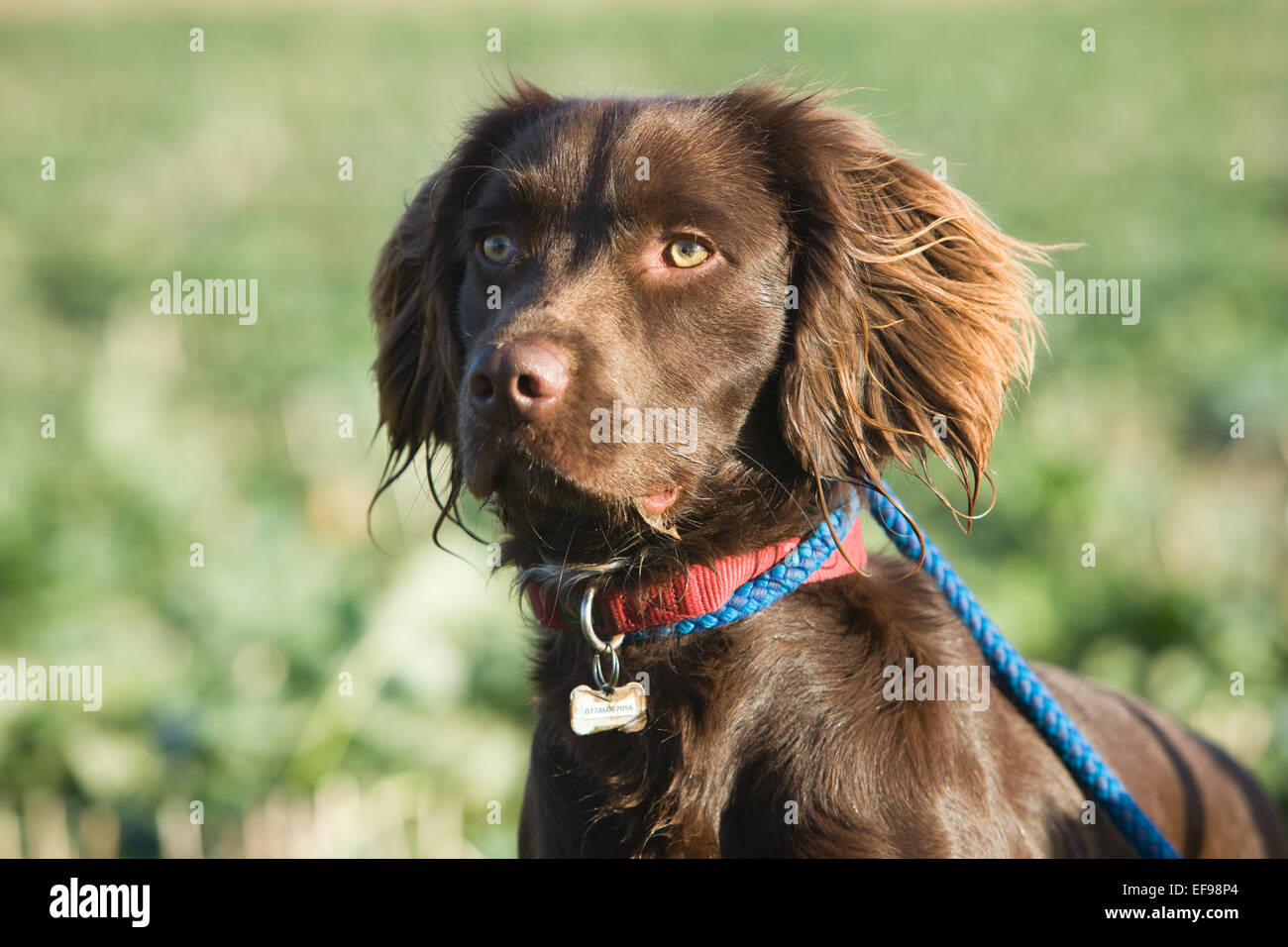 Un Spanlab o Labradinger o Springador cane - un Labrador incrociato con un English Springer Spaniel. Foto Stock