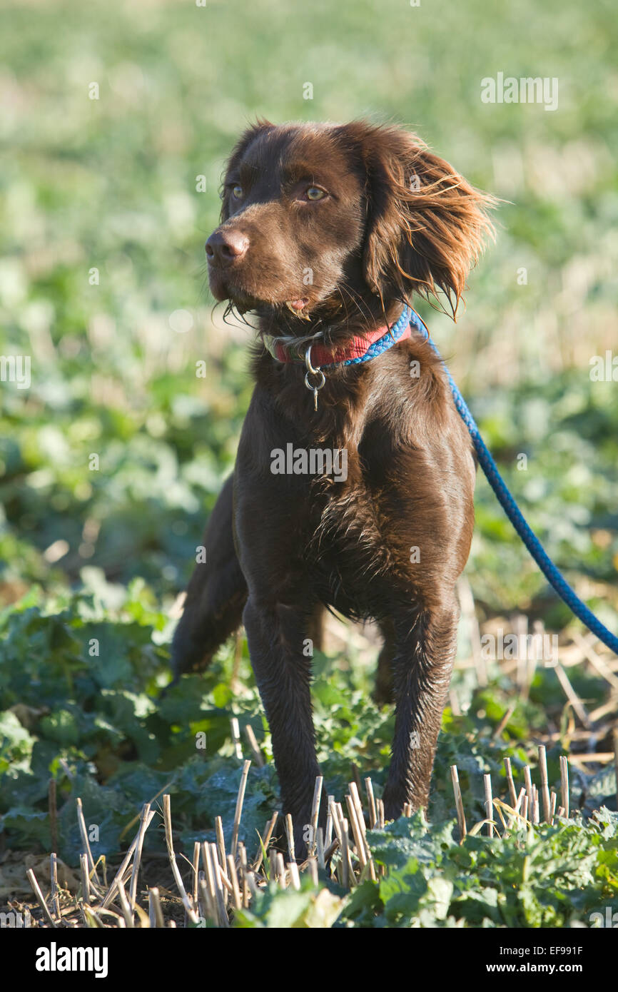 Un Spanlab o Labradinger o Springador cane - un Labrador incrociato con un English Springer Spaniel. Foto Stock