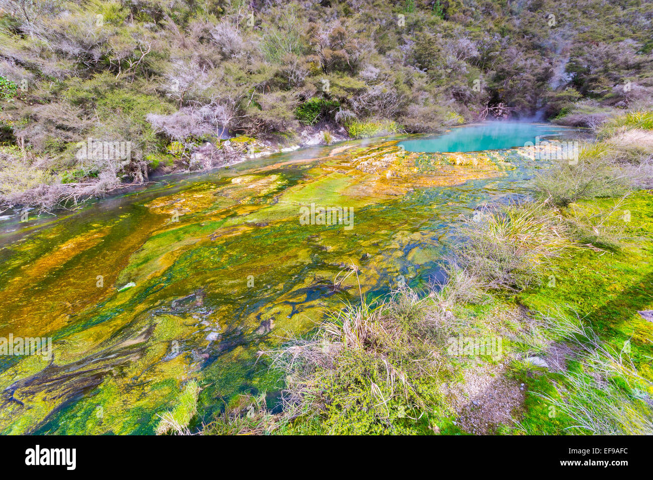 Rainbow cratere nella Valle Vulcanica di Waimangu, una fumante primavera calda con acido acqua fluente, depositi di silice colorata minerale. Foto Stock