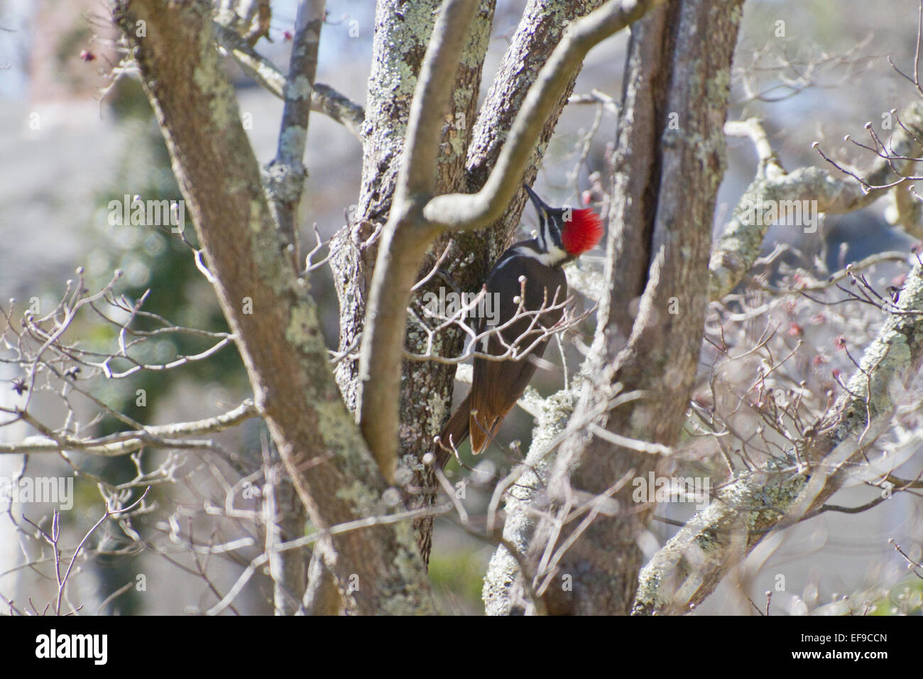 Un colorato in bianco e nero Picchio Pileated con un tetto di paglia di luminosi di colore rosso sulla sua testa beccare a sanguinello tronco di albero in inverno Foto Stock