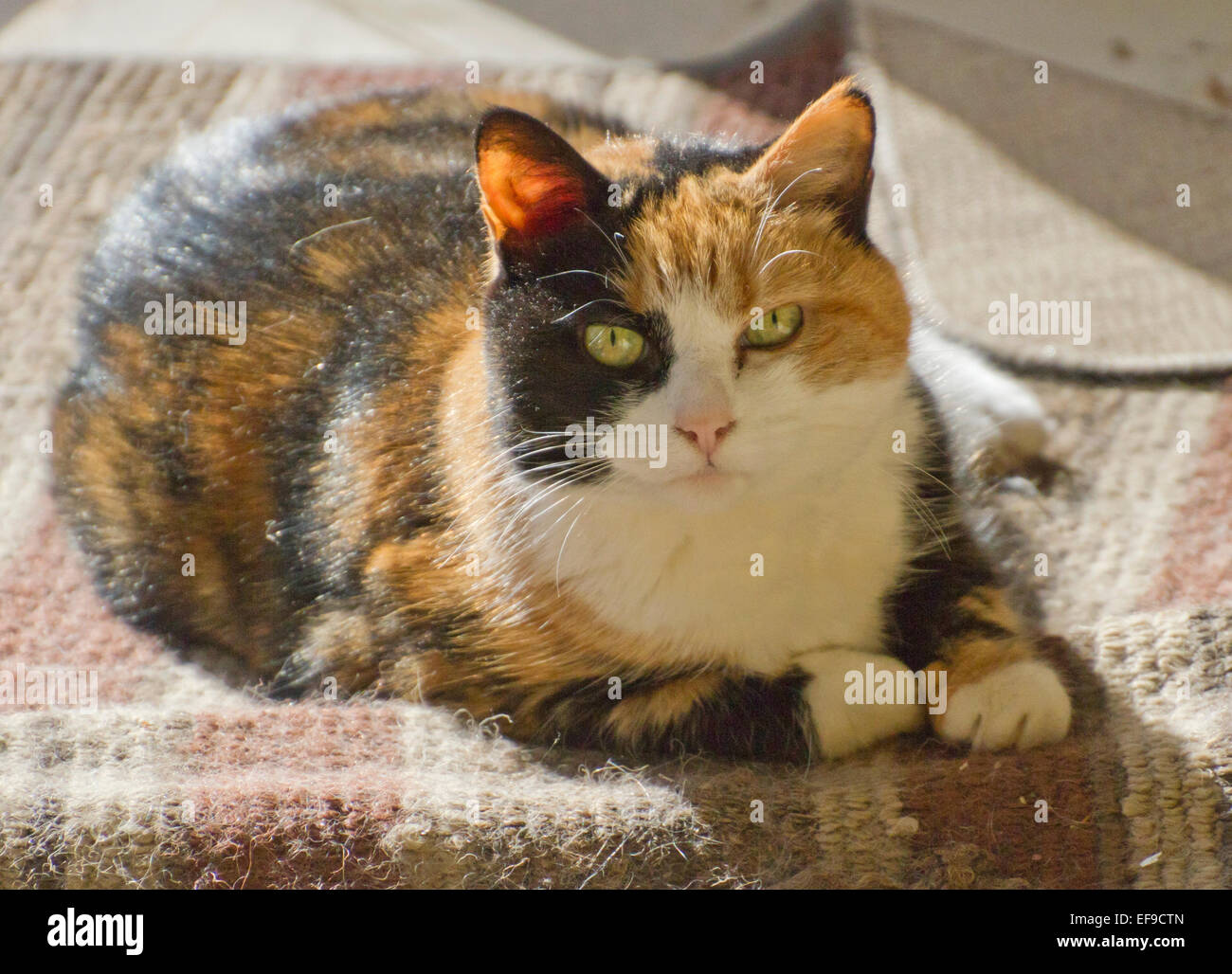 Primo piano di un bellissimo e curioso, vecchi Gatti calico giacenti in una zona soleggiata su un tiro sgualcito rug Foto Stock