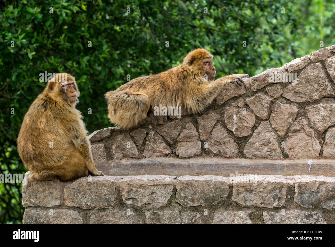 Due Barbary macachi / macachi / magots (Macaca sylvanus) specie di scimmia nativa per il Nord Africa e Gibilterra Foto Stock