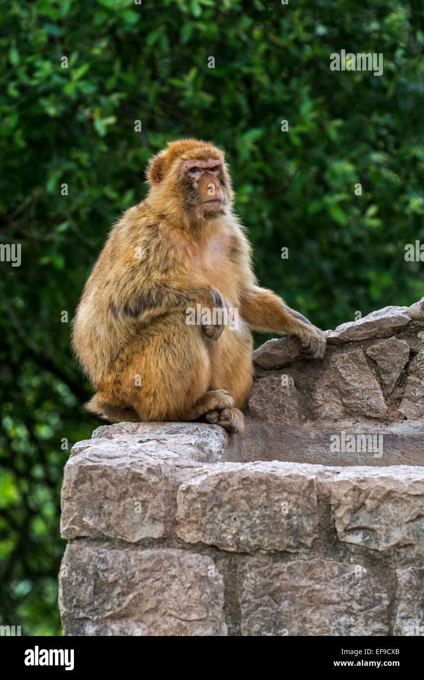 Barbary macaque / Barberia ape / magot (Macaca sylvanus) specie di scimmia nativa per il Nord Africa e Gibilterra Foto Stock