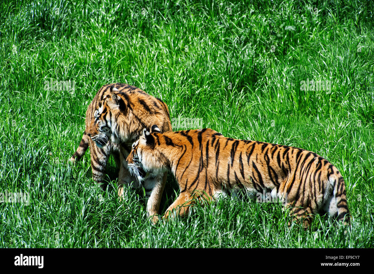 Due le tigri del Bengala (Panthera tigris tigris) nativa per l'India, il Bangladesh e il Nepal e il Bhutan guardando la preda nella prateria Foto Stock