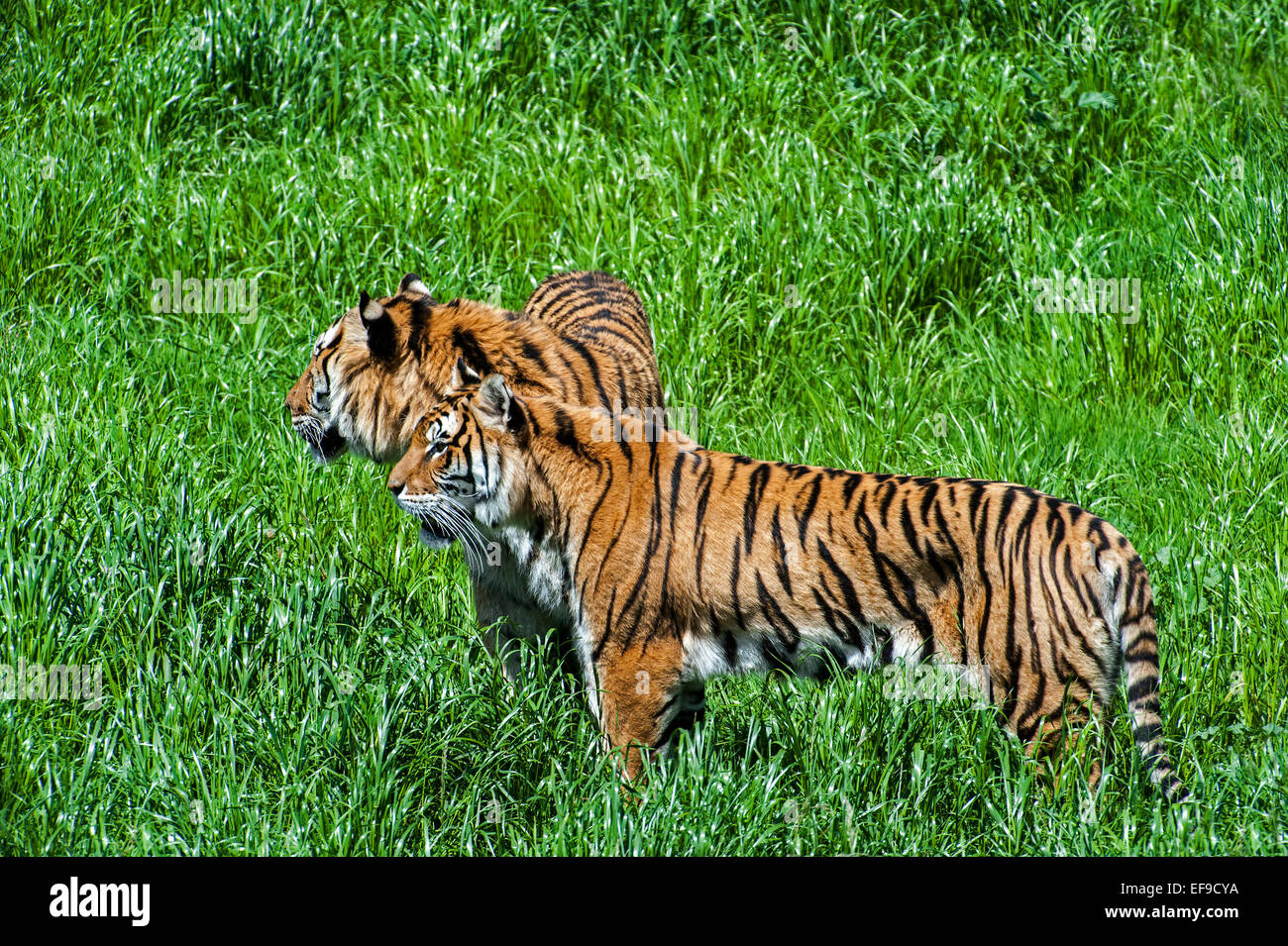 Due le tigri del Bengala (Panthera tigris tigris) nativa per l'India, il Bangladesh e il Nepal e il Bhutan in cerca di preda nella prateria Foto Stock