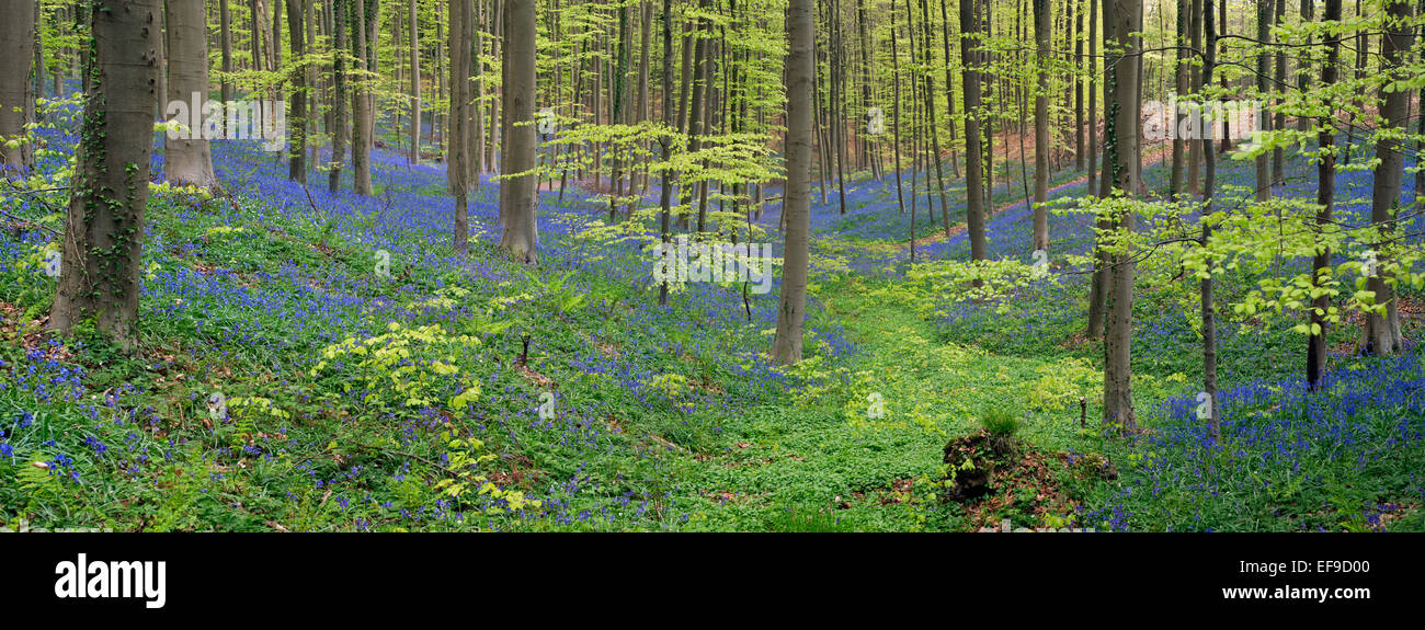 Valle del flusso con bluebells (Endimione nonscriptus) fioritura nel bosco di faggio (Fagus sylvatica) in primavera Foto Stock
