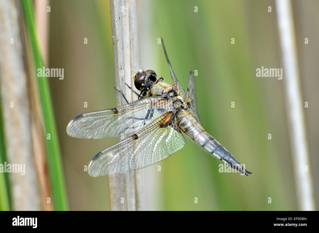 Una libellula in appoggio in prossimità di un lago, nella campagna della Francia Foto Stock