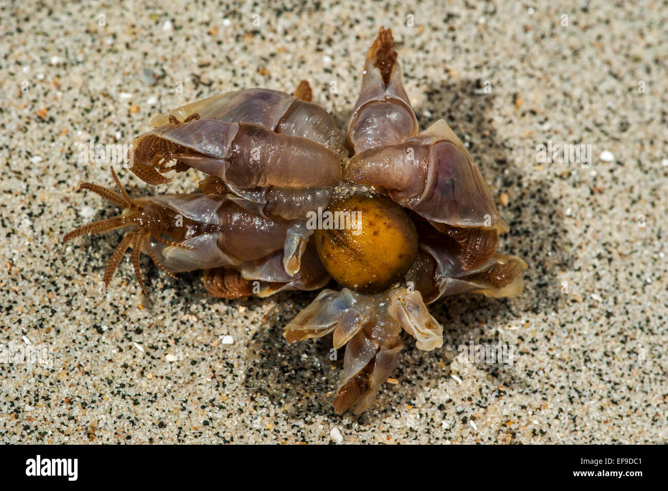 Oca Blue cirripedi / boa barnacle / blu sgambate barnacle (Lepas fascicularis / Dosima fascicularis) lavato sulla spiaggia Foto Stock