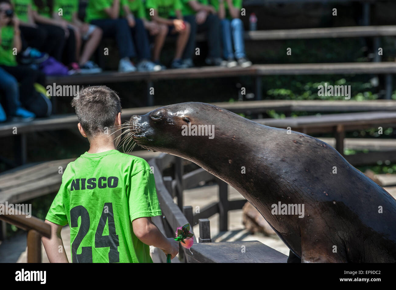 Sud Americana Sea Lion (Otaria flavescens) baciare Ragazzo durante la mostra, Cabarceno parco naturale, Penagos Cantabria, SPAGNA Foto Stock