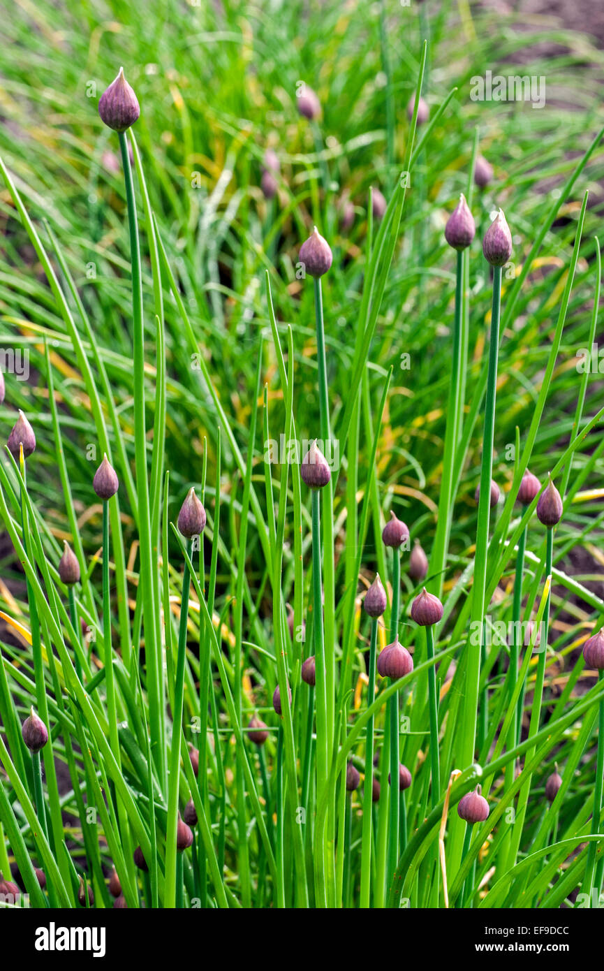 Erba cipollina (Allium schoenoprasum) mostrando boccioli di fiori in primavera Foto Stock