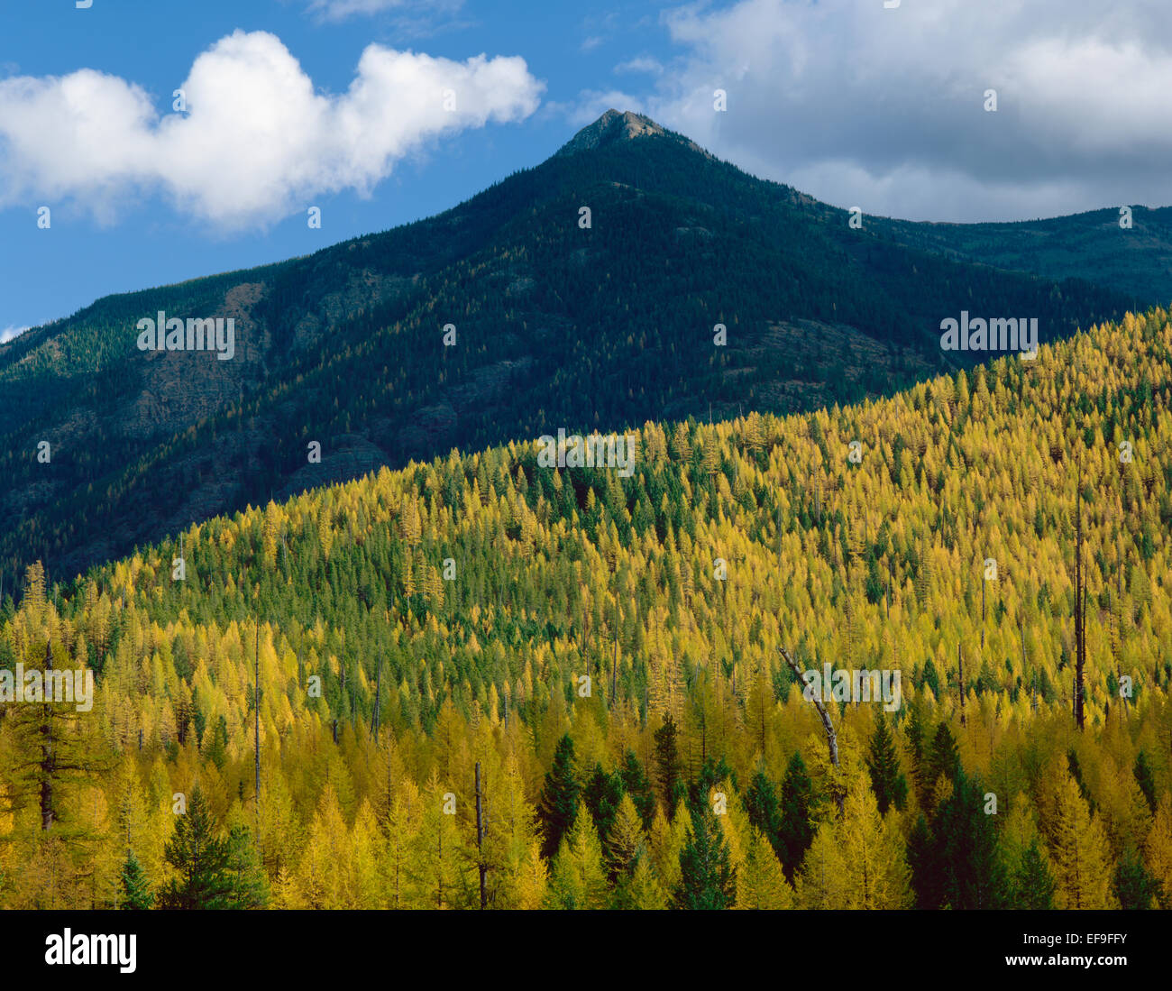 Western larice in autunno copre il lato montagna lungo la parte centrale della forcella fiume Flathead corridoio,il Glacier National Park, Montana, USA Foto Stock