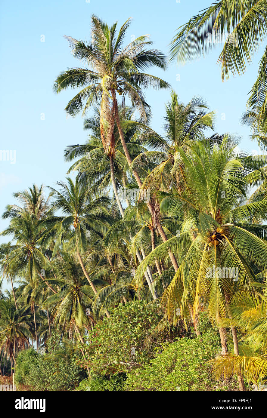 Grandi belle palme da cocco sulla spiaggia in Thailandia Foto Stock
