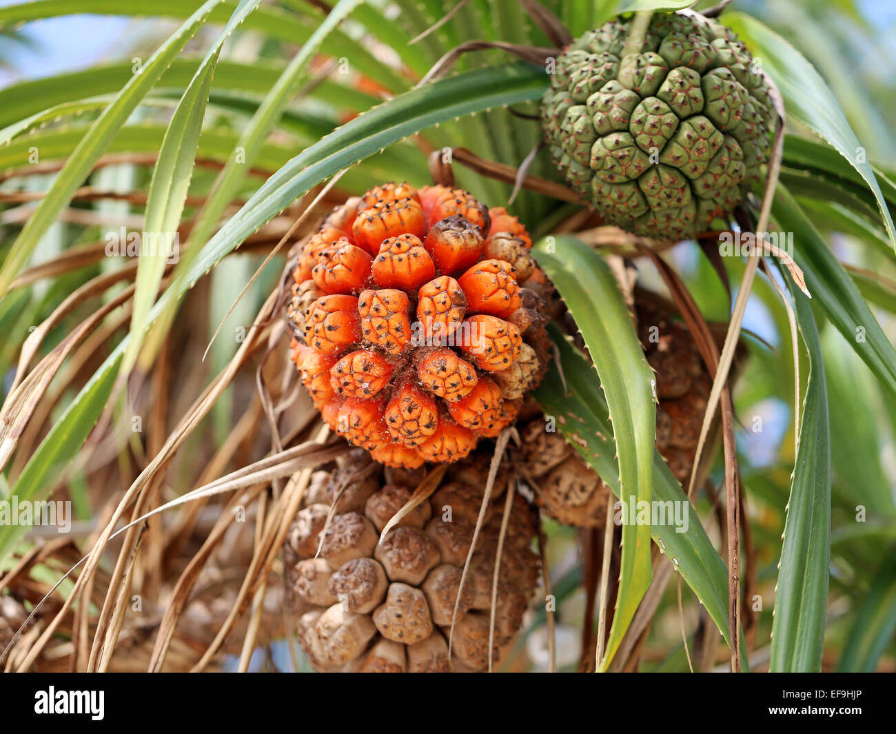 Bella rotonda grande frutto che cresce su un albero in Thailandia Foto Stock