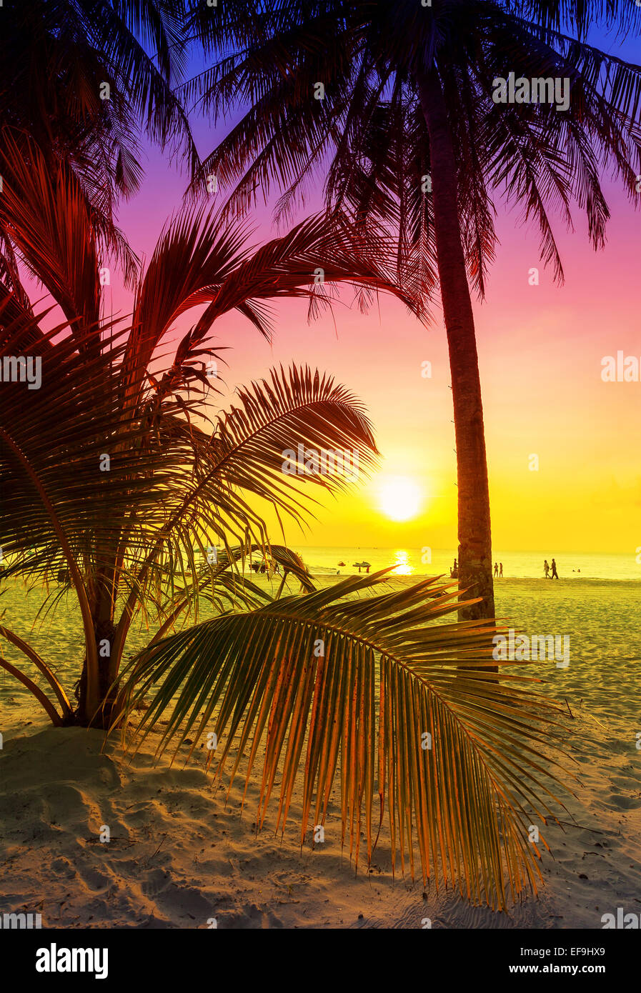 Palm tree silhouette tropicale sulla spiaggia al tramonto. Foto Stock