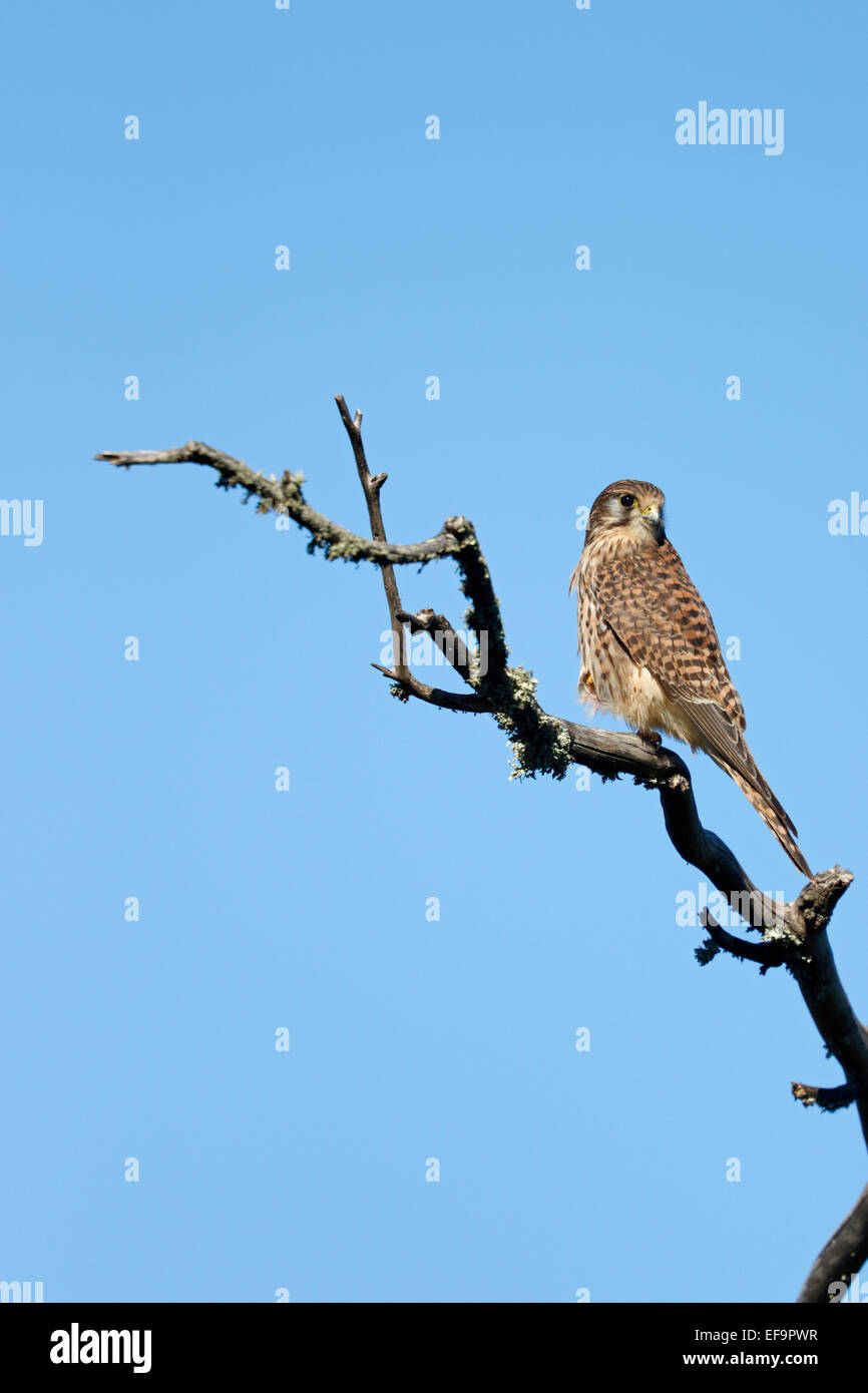 Ovest comune delle Canarie il gheppio (Falco tinnunculus canariensis) femmina, Tenerife Foto Stock