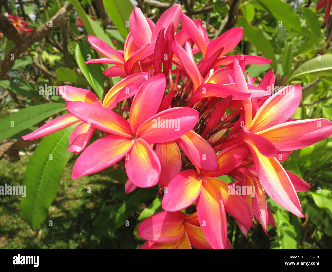 Tropical Plumeria Frangipani fiori in Nassau, Bahamas Foto Stock