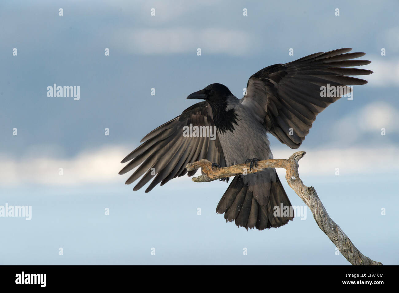 Nebelkrähe (Corvus corone cornix) Foto Stock