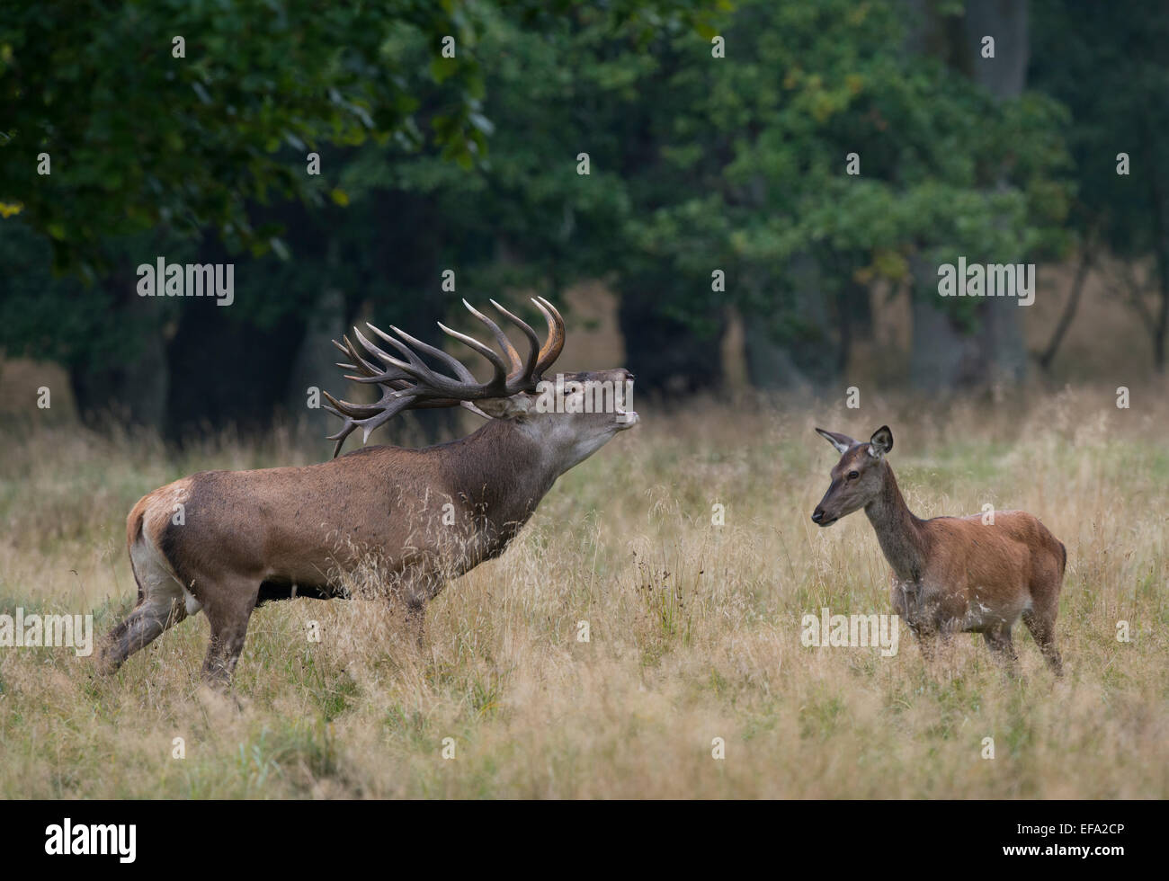 Cervi, Rothirsch (Cervus elaphus), Germania Foto Stock