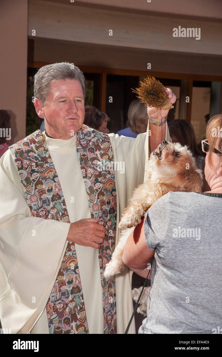 Un sacerdote benedice un cane con la benedizione degli animali in occasione della festa di San Francesco di Assisi a San Timoteo della Chiesa Cattolica, Laguna Niguel, CA. Nota santo sprinkler acqua Foto Stock