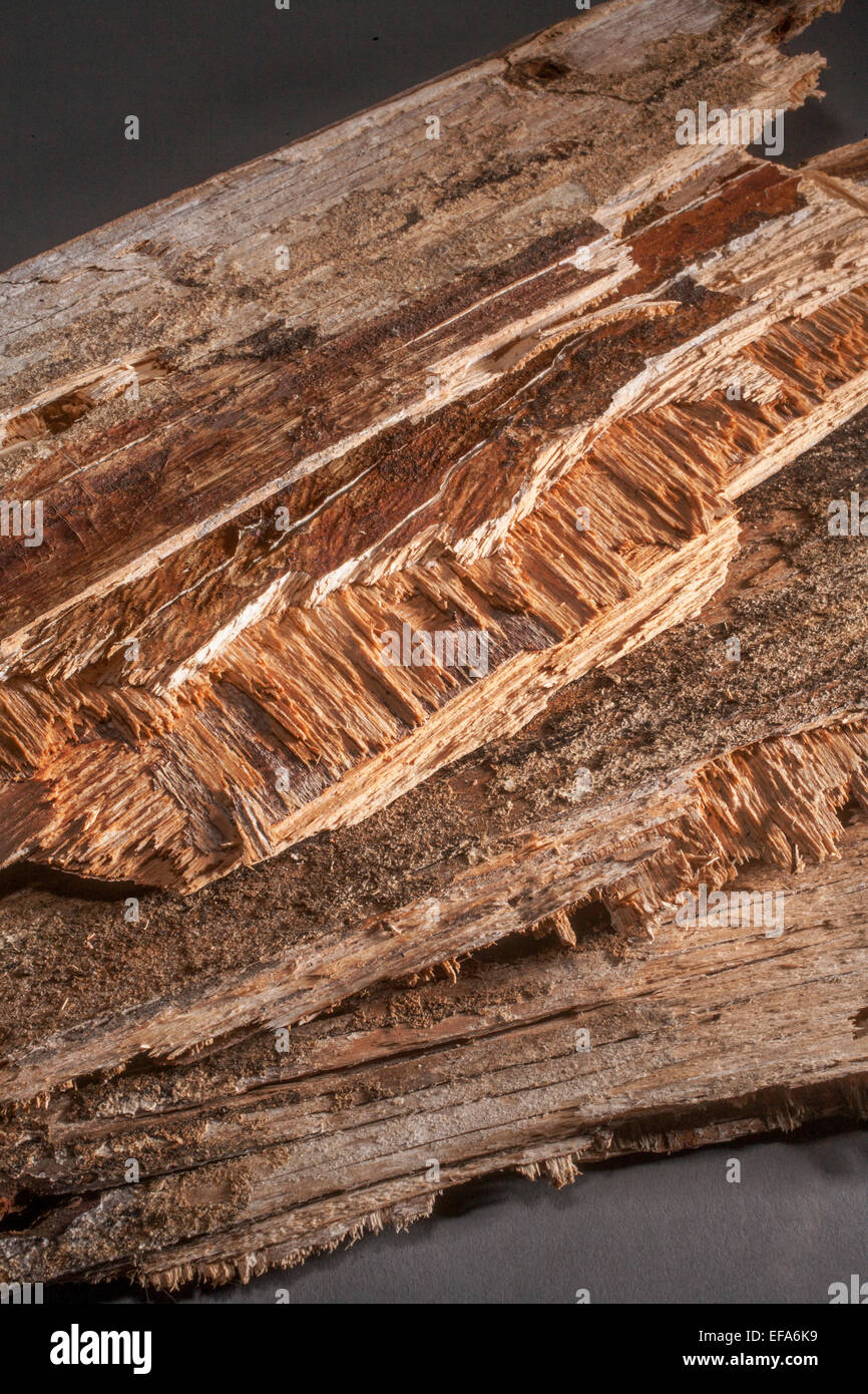 Legno marcio da un vecchio edificio mostra segni di infestazione da fungo. Foto Stock