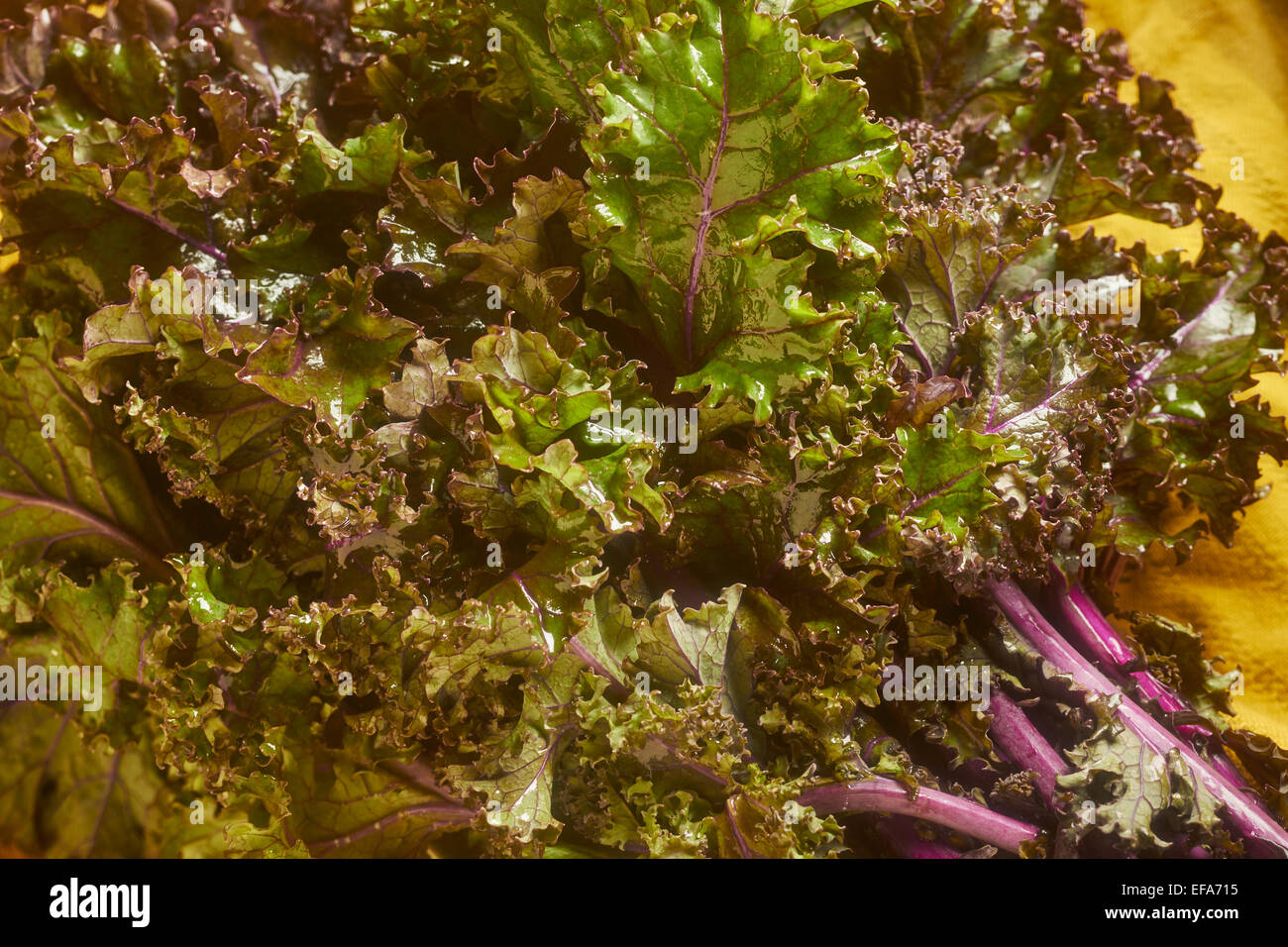 Foglie di colore rosso Kale russo Foto Stock