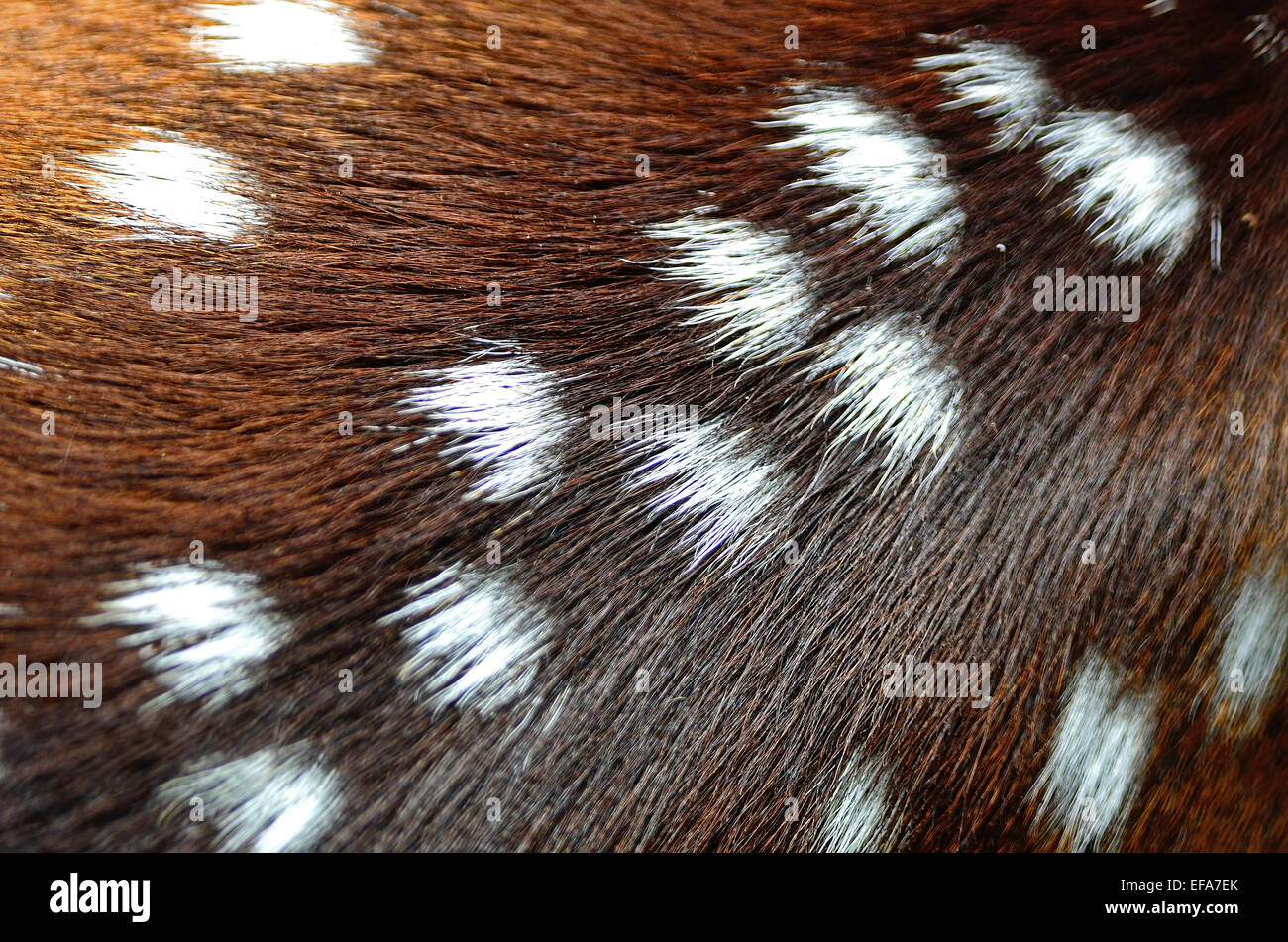 Pelo di animali, macchiato il cervo (Cervus asse), texture di sfondo pelle Foto Stock