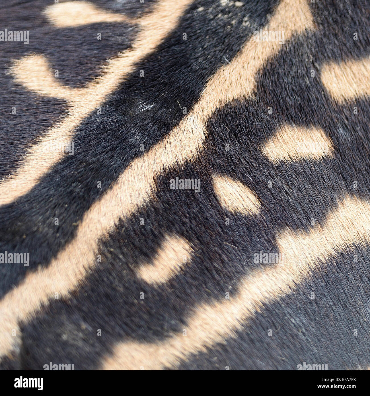 Pelle di animale, comune o Zebra Burchell's Zebra (Equus burchelli), striped texture di sfondo Foto Stock