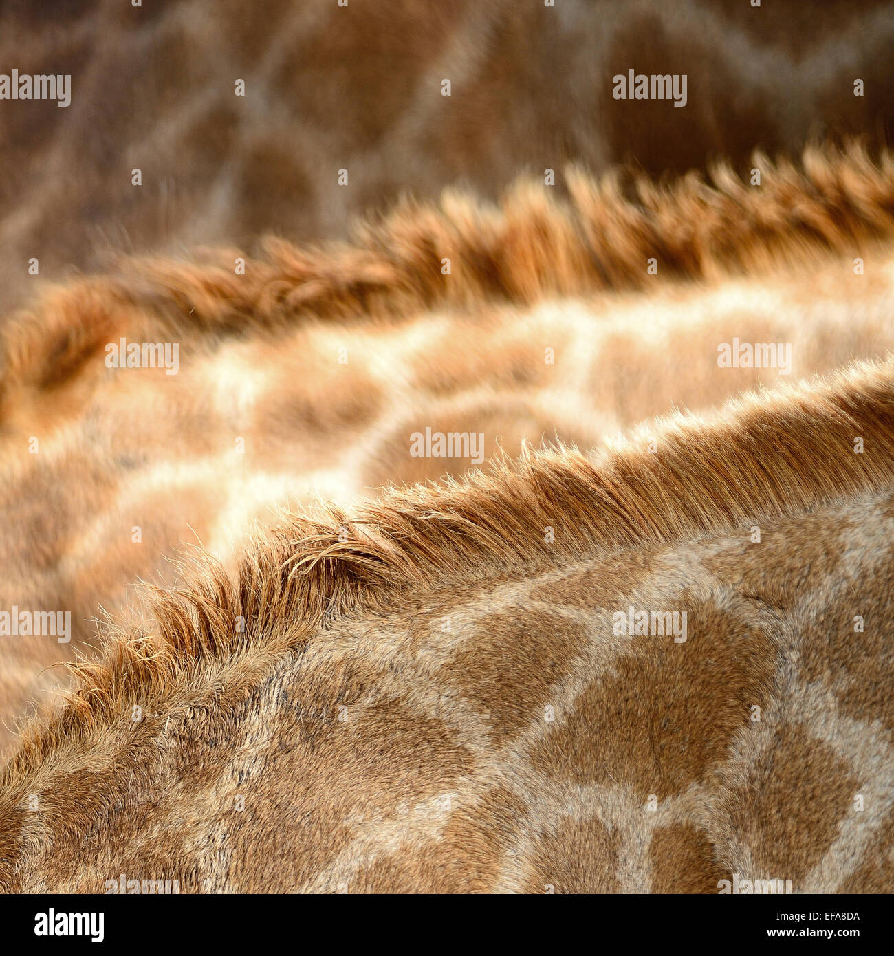 Vera pelle di Giraffe (Girafta camelopardalis) Foto Stock