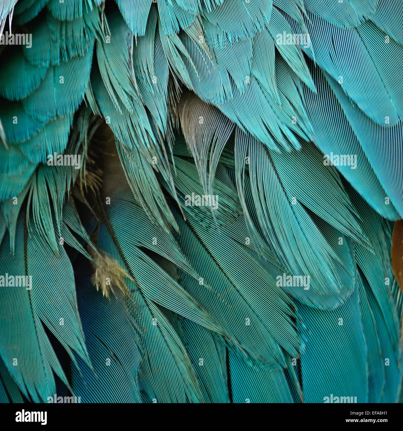Blu e Oro Macaw piume e colorati di texture di sfondo Foto Stock