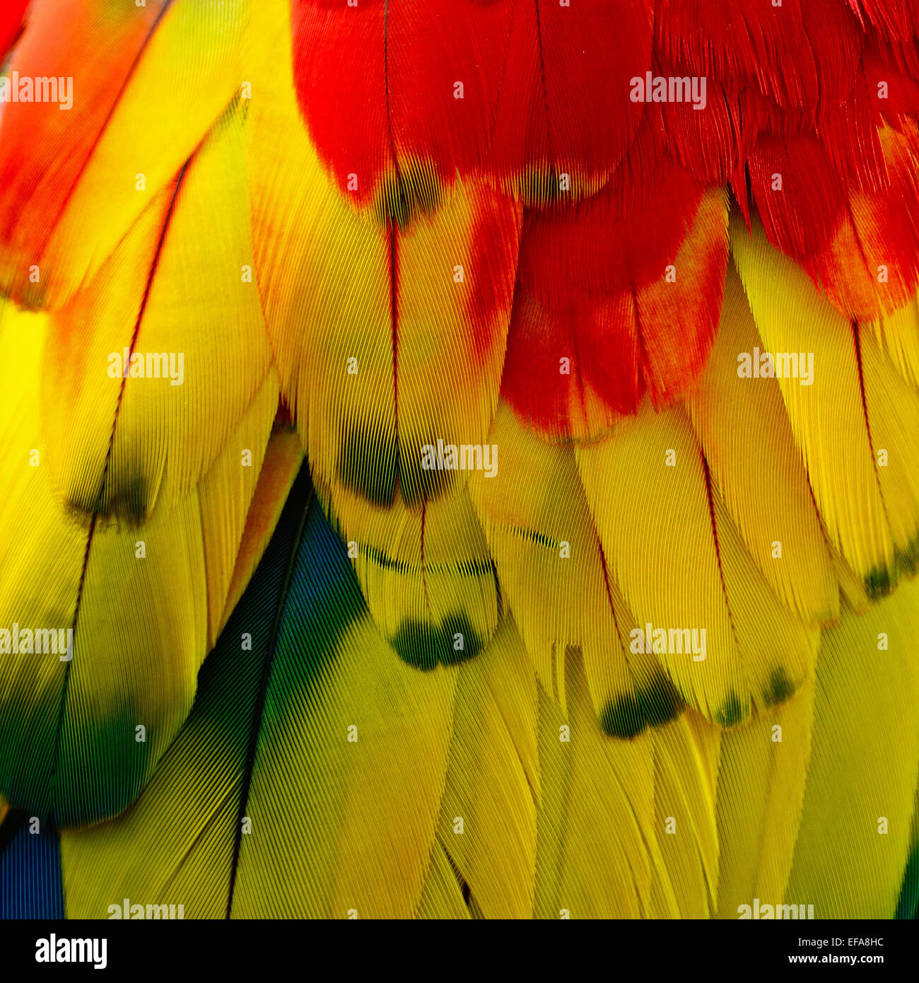 Scarlet Macaw piume e colorati di texture di sfondo Foto Stock