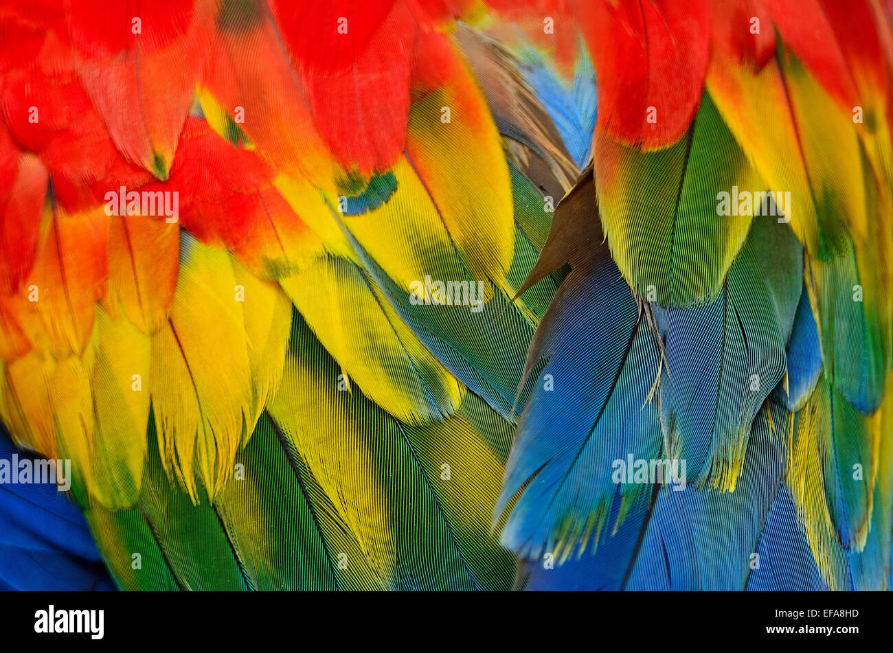 Scarlet Macaw piume e colorati di texture di sfondo Foto Stock