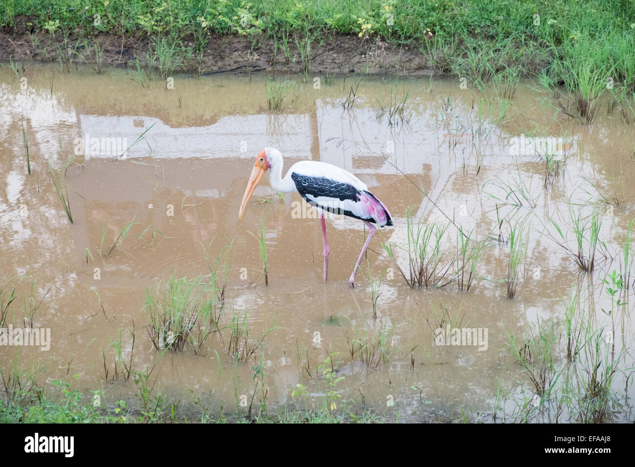 I turisti in jeep gli inceppamenti di traffico inseguono mentre la fauna selvatica,specialmente leopardi,dipinto di Stork,veicoli.Yala National Park,Sri Lanka. Foto Stock