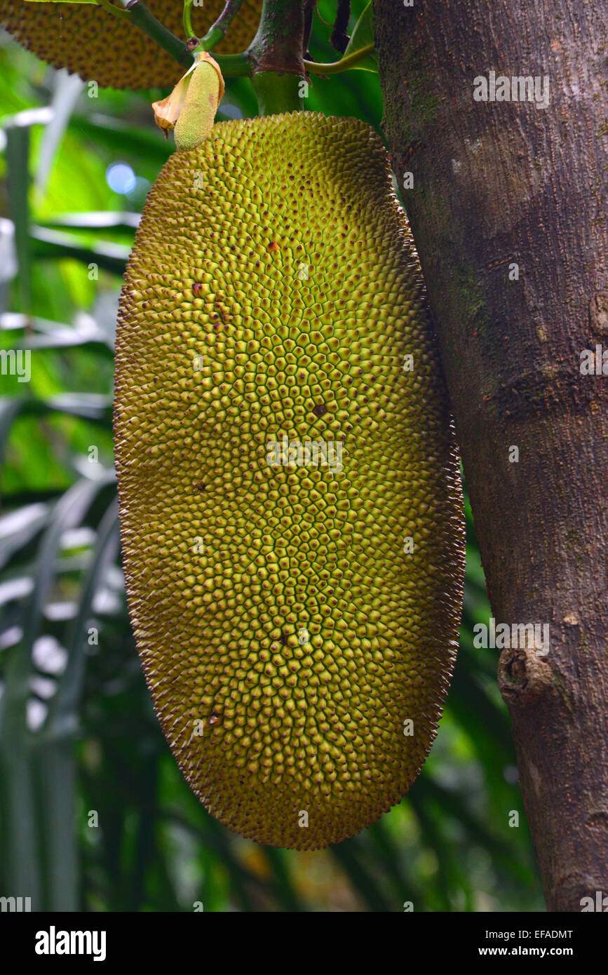 Jackfruit (Artocarpus heterophyllus), frutta tropicale, Reunion Foto Stock