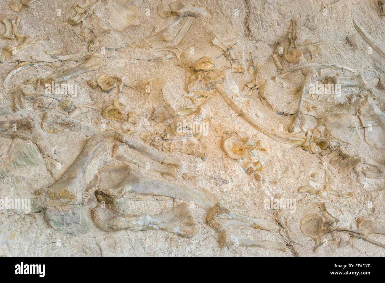 Findspot coperto di ossa di dinosauro, dinosaur National Monument, JENSEN, Utah, Stati Uniti Foto Stock