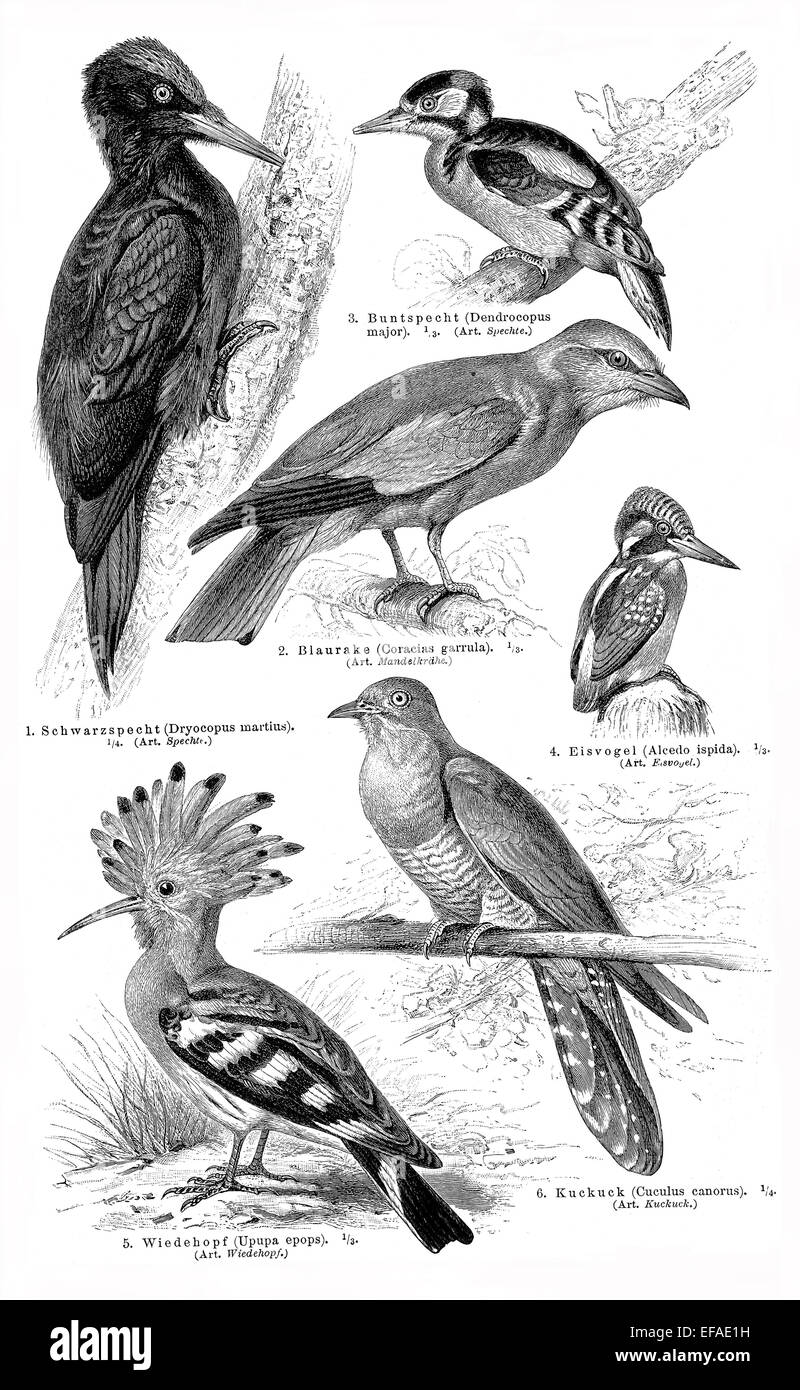 Gli uccelli di arrampicata, tabella I, illustrazione da Meyers Konversationslexikon, 1897 Foto Stock