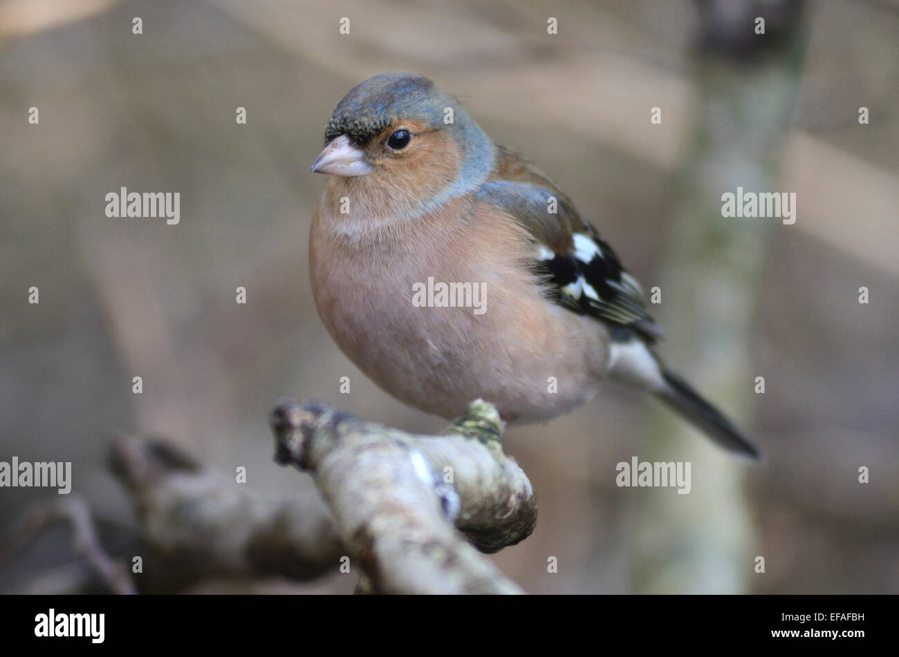 Un maschio di fringuello REGNO UNITO Foto Stock