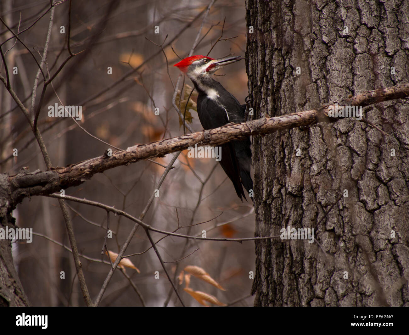 Picchio pileated, picchio Natura, Bird Foto Stock