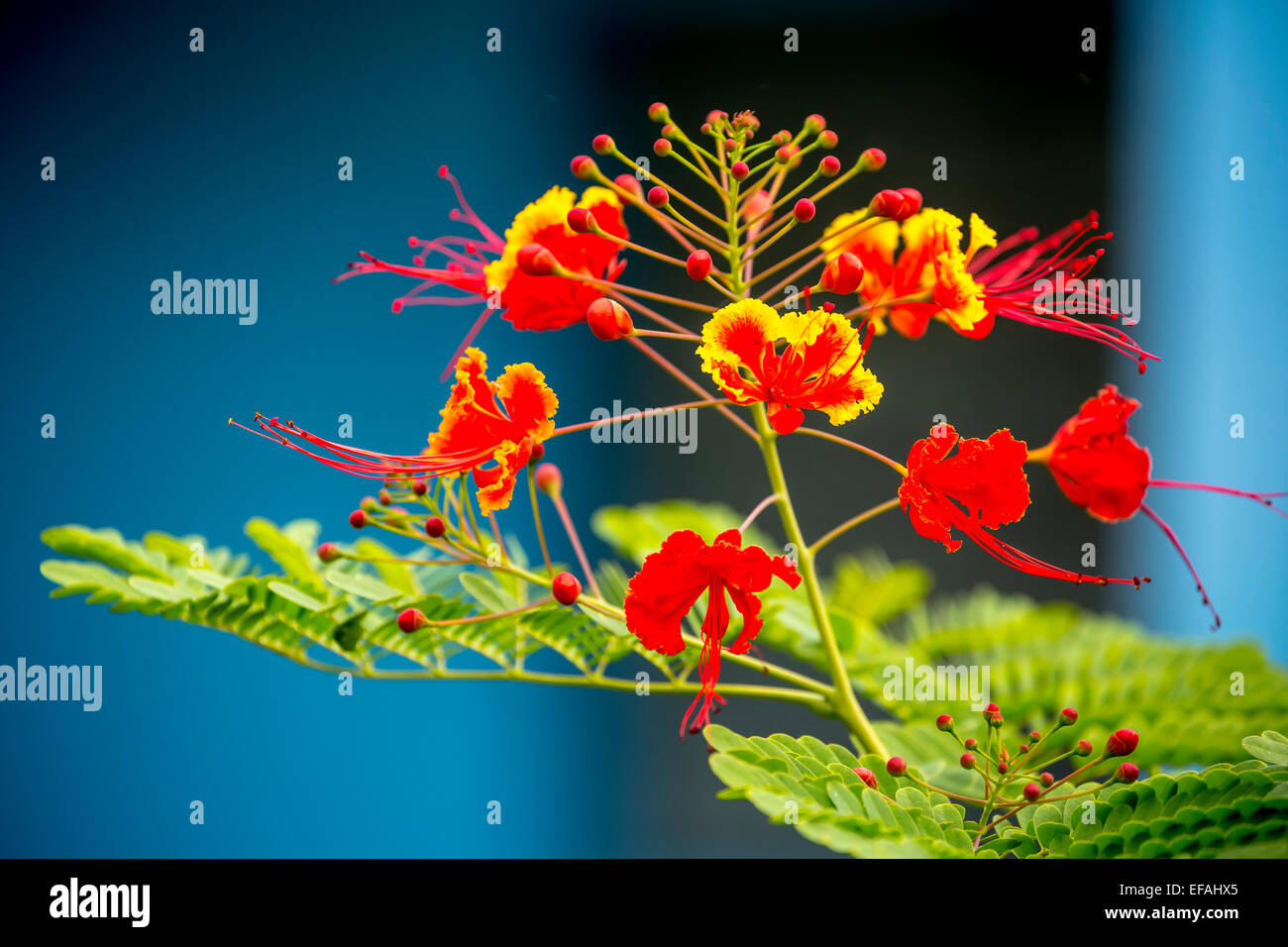 Poinciana (Caesalpinia pulcherrima), con fiori rossi e gialli, in un giardino di fiori, Vinales Valley, Viñales Foto Stock