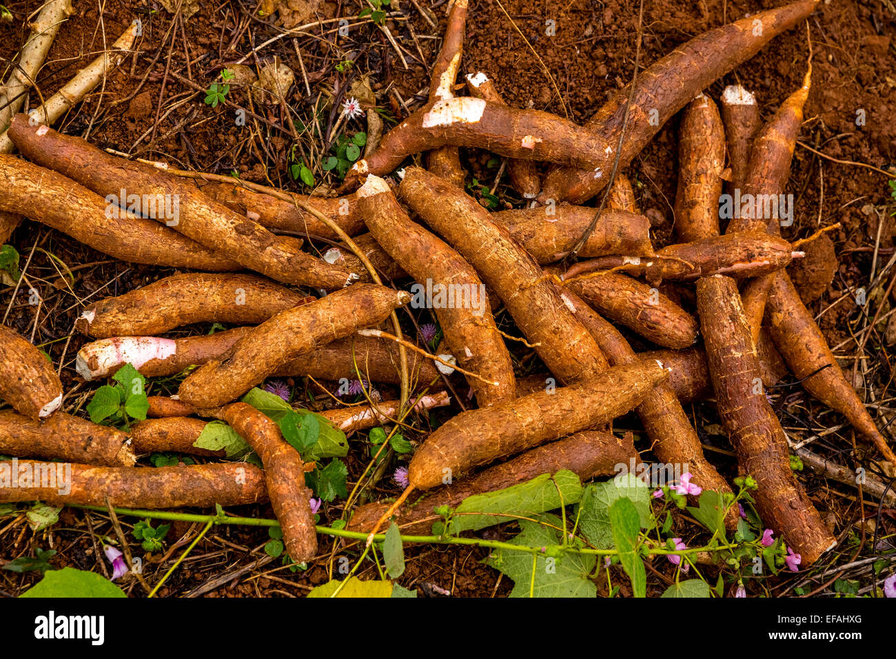 Appena raccolto manioca (Manihot esculenta), Viñales Pinar del Rio Provincia, Cuba Foto Stock